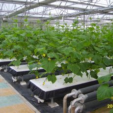 How to choose the proper type of greenhouse in your farming project