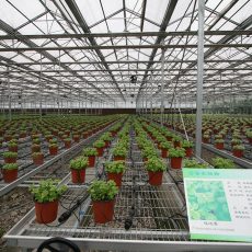 How much do you know about glass greenhouse