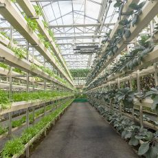How to build your greenhouse garden