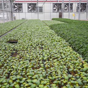 China glass greenhouse